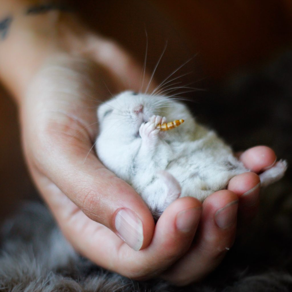 Hamster peacefully eats a worm while being held in hand