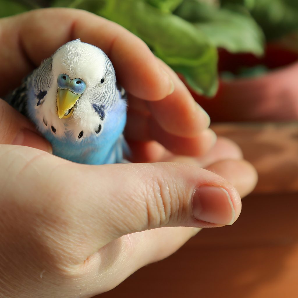 A pair of hands holds onto a blue budgie