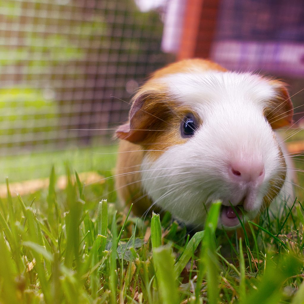 A happy guinea pig hangs out in the grass