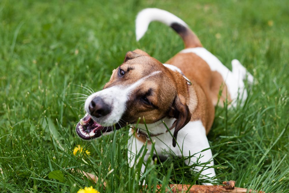 A Jack Russell Terrier eating grass.
