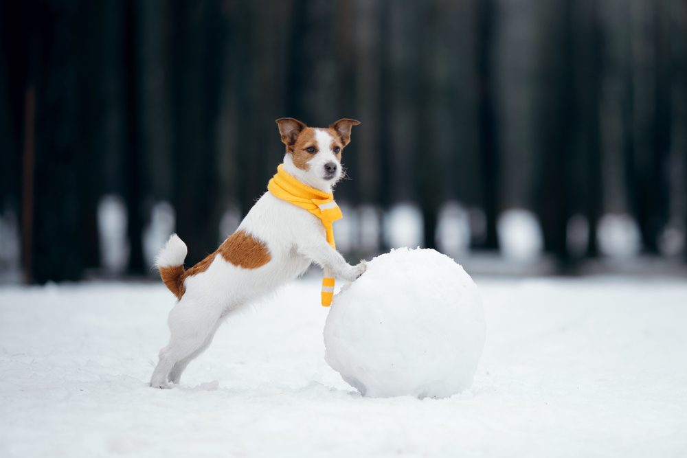 A Jack Russell terrier wearing a yellow scarf plays with a giant snowball