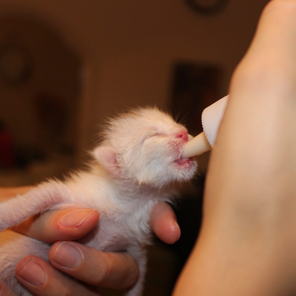 White kitten being hand fed milk from a bottle