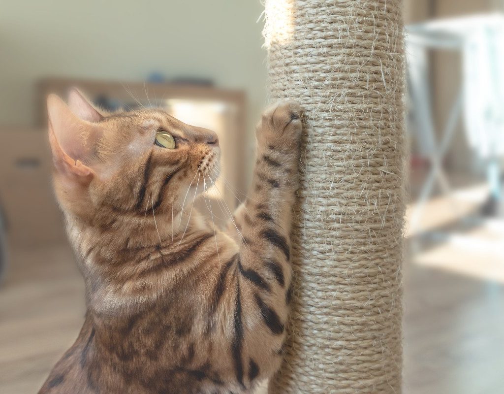 a kitten scratching a scratch post