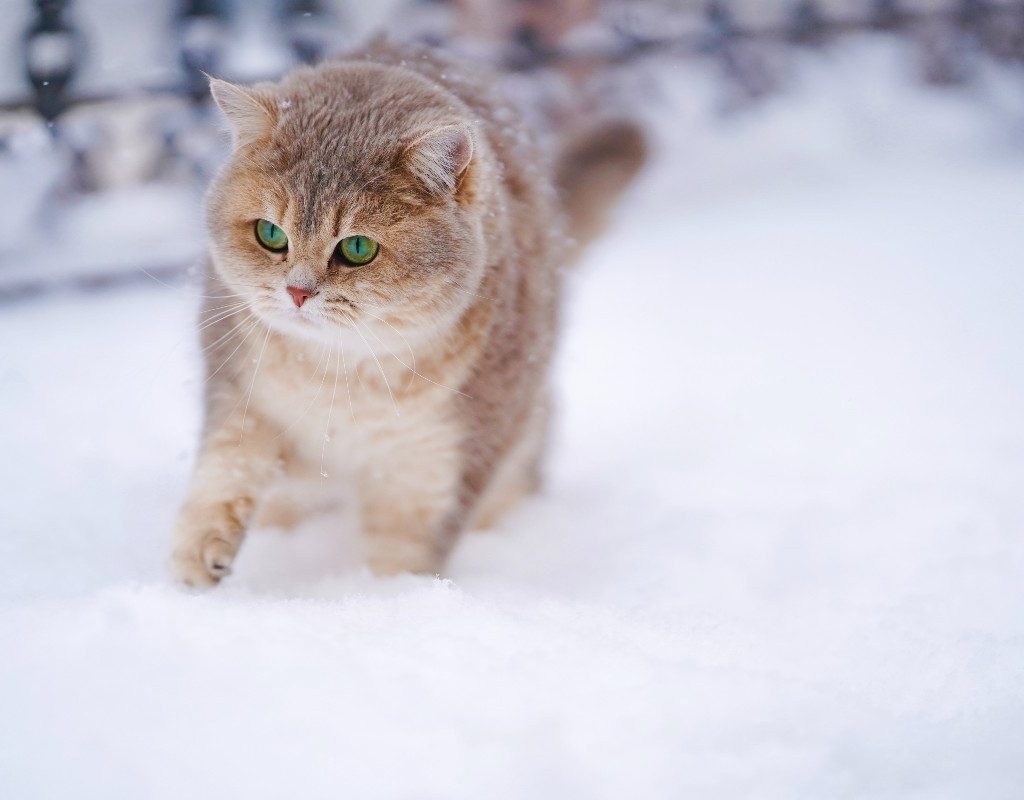 a large cat in the snow