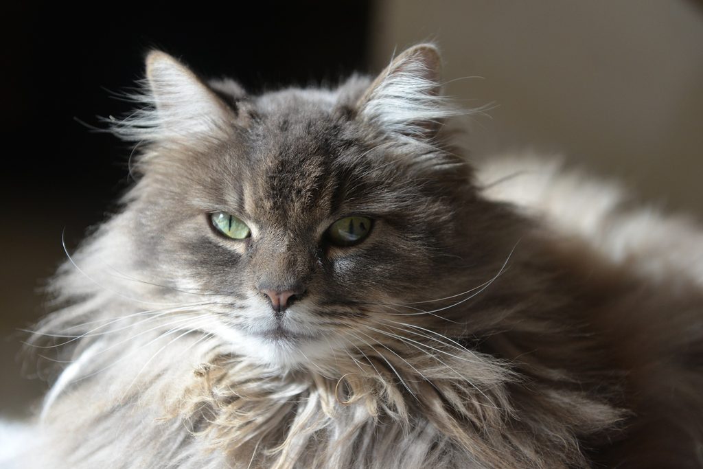 Gray longhair cat sitting indoors in a sunny spot