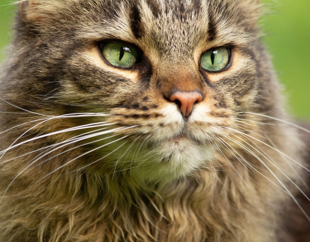 maine coon green background