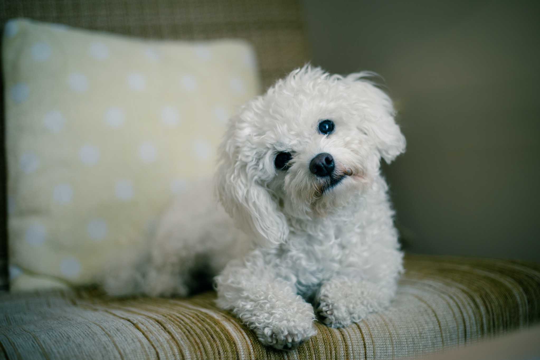 A Maltese dog sits on the sofa and tilts their head curiously