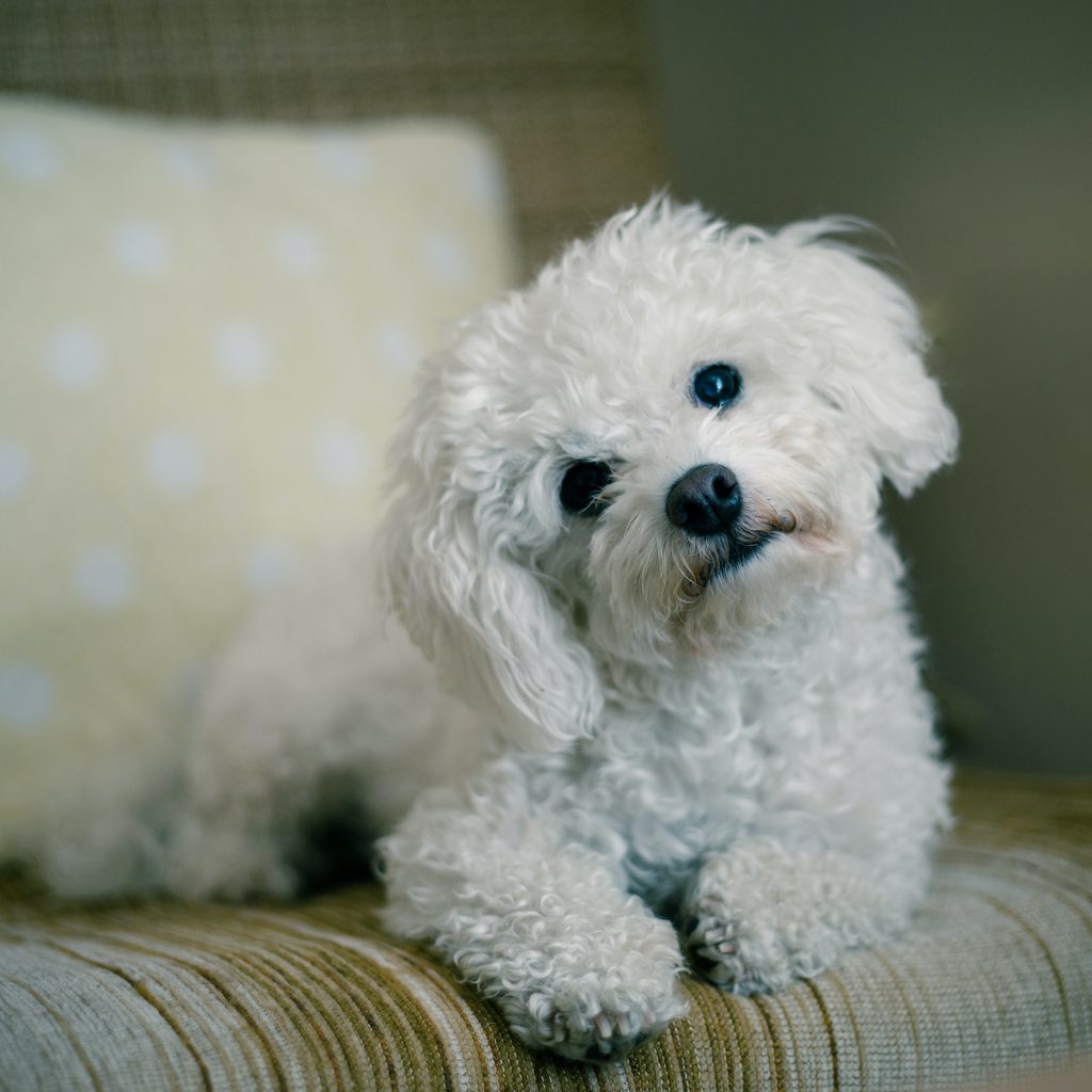 a Maltese dog sits on the sofa and tilts their head curiously