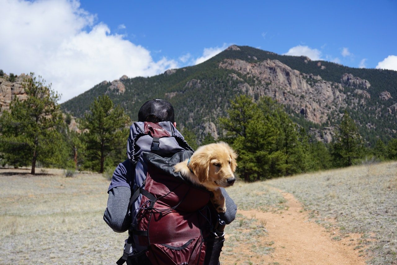 A man hiking with a Golden Retriever puppy in a backpack.