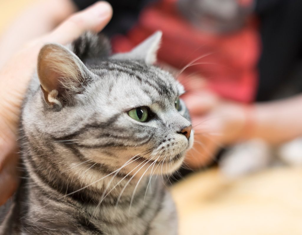 Grey cat being held by the scruff of the neck