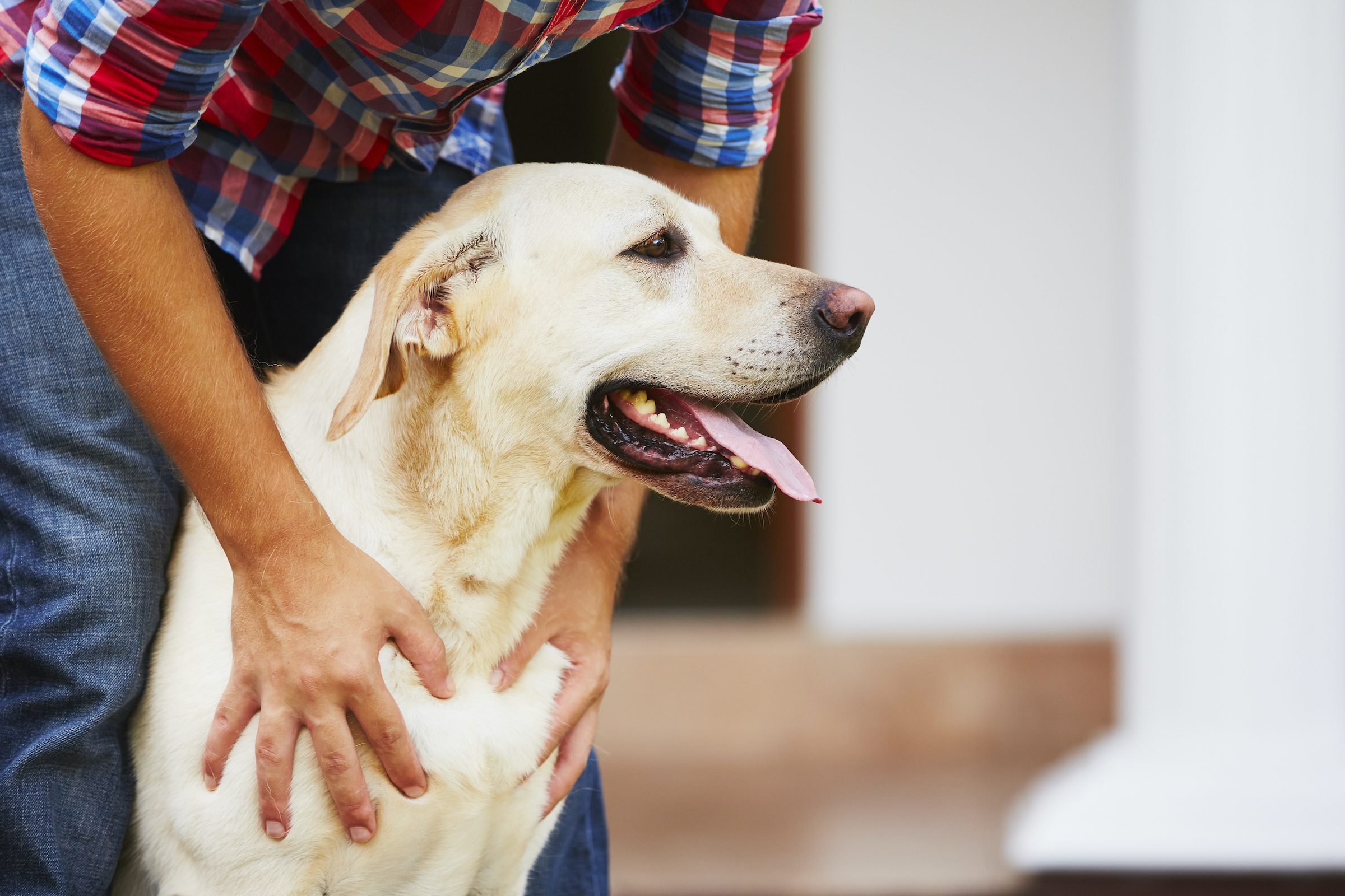 A man pets a yellow labrador retriever