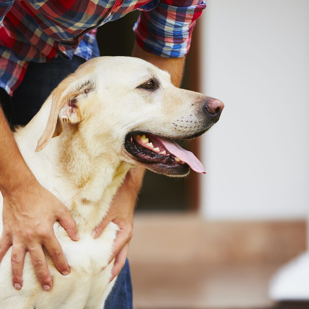 A man pets a yellow labrador retriever
