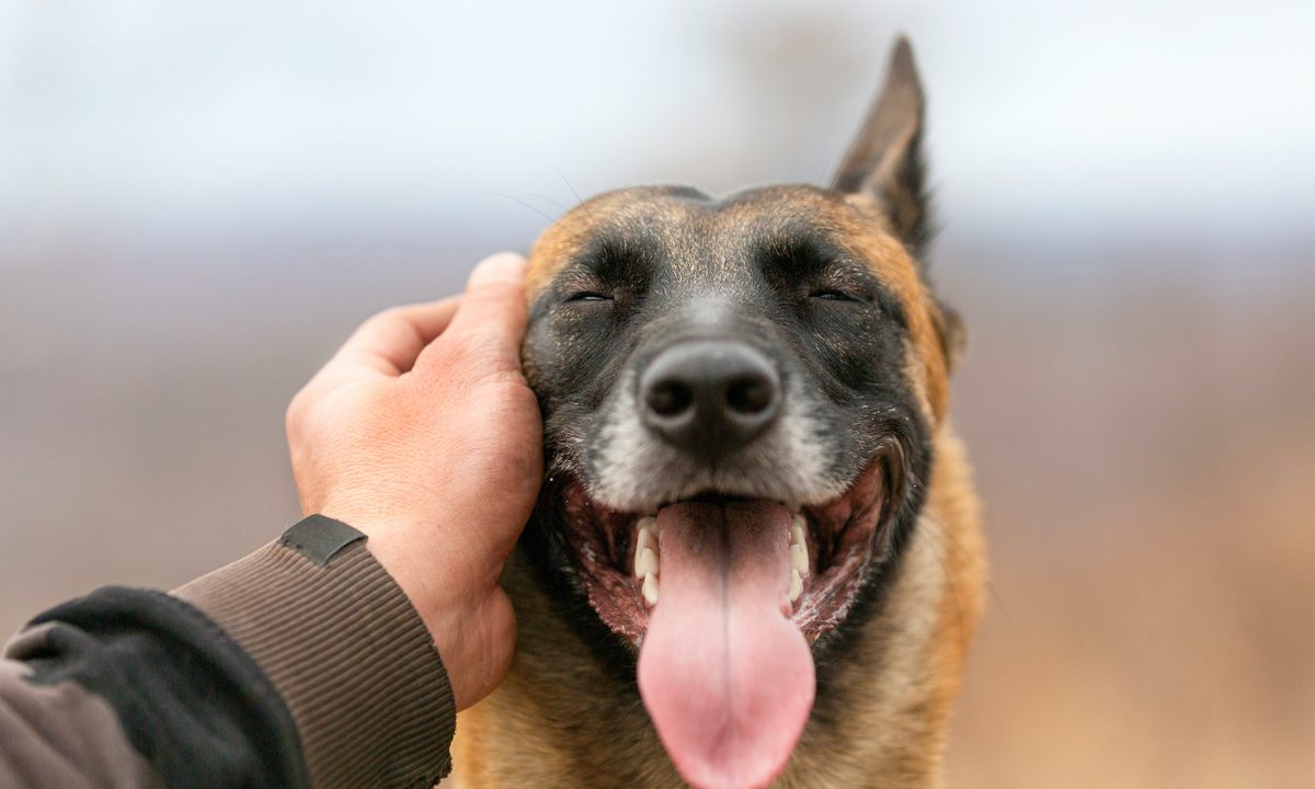 A man's hand pets the head of a shepherd dog