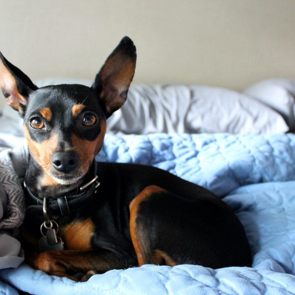 A Miniature Pinscher dog sits on a bed