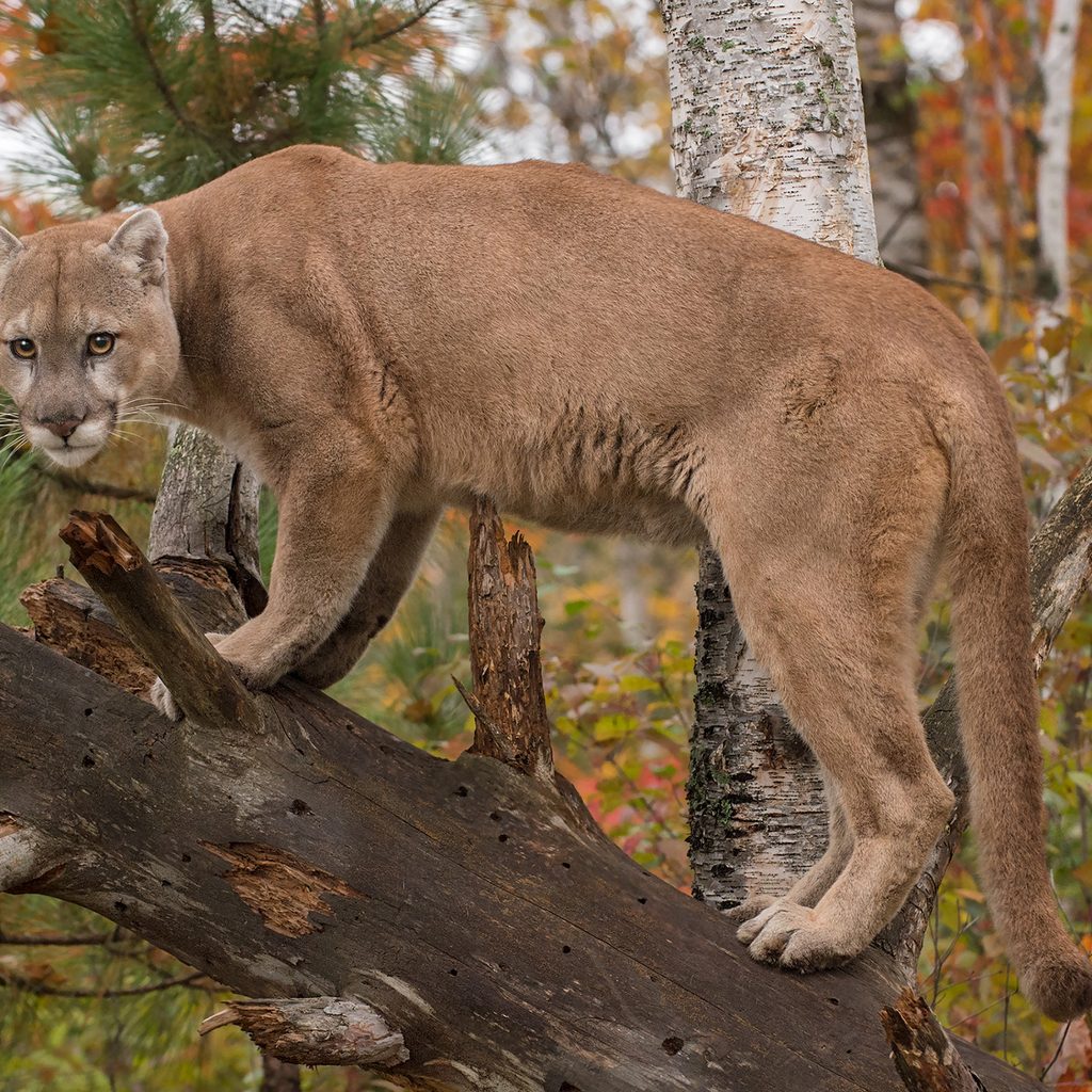 mountain-lion-on-tree-in-autumn