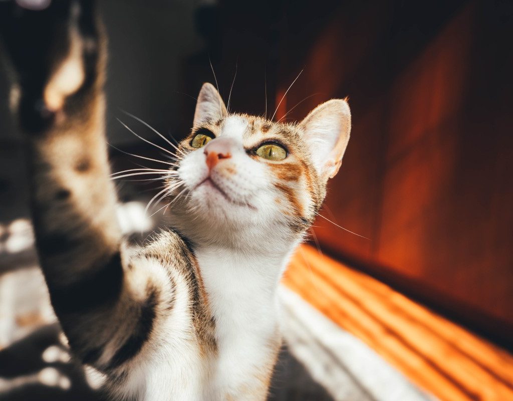 Multicolored cat reaching