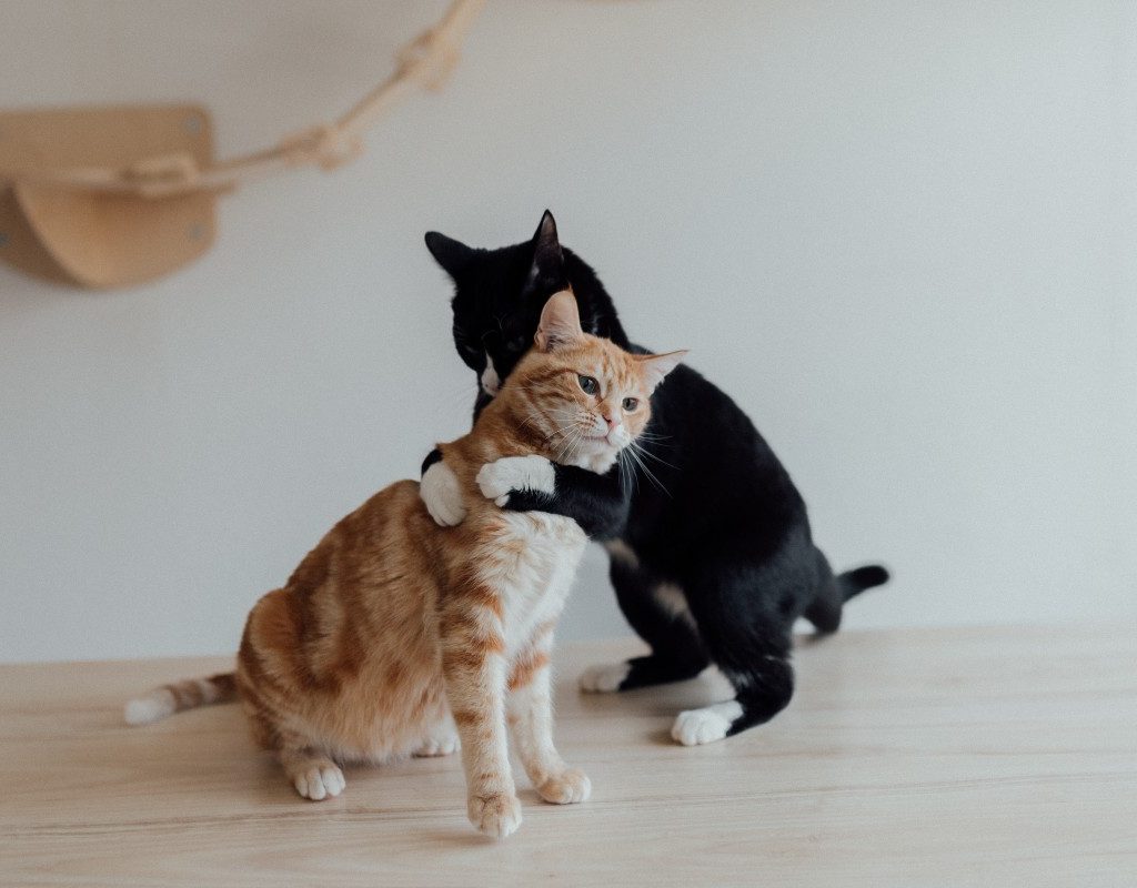 orange cat and black cat hugging