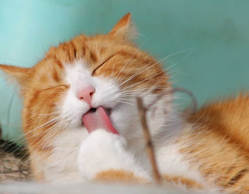 orange-cat-licking-paw