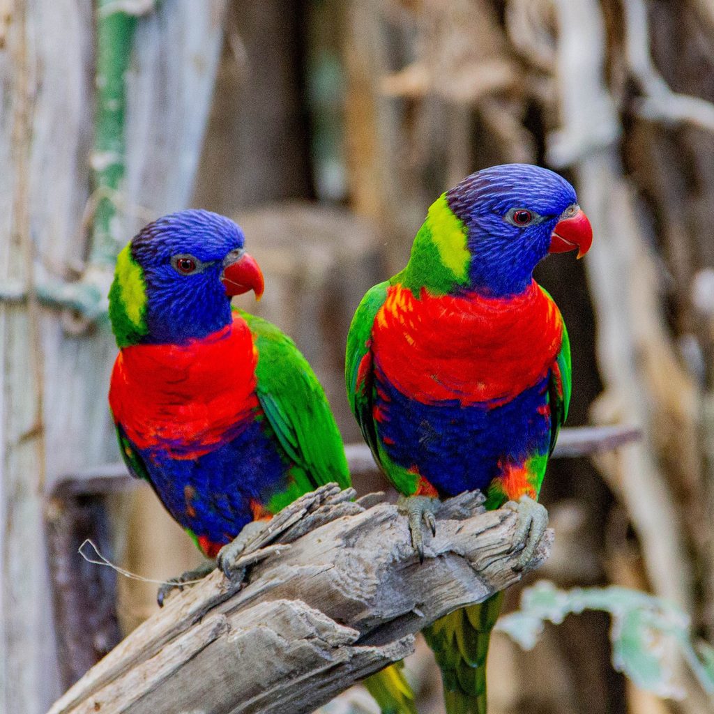 Two parrots tilt their heads to see better
