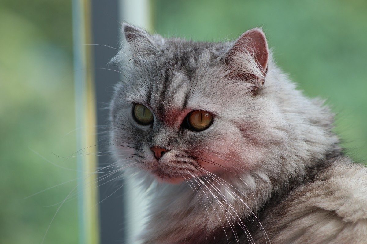 a gray persian cat by a window