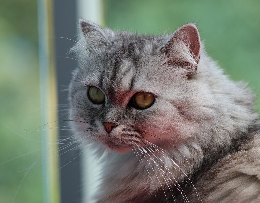 a gray persian cat by a window