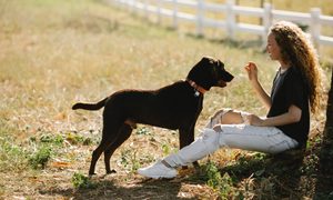 A woman and dog having a training session in the park