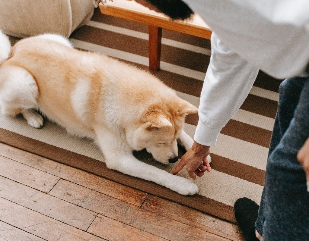 a person training a dog to lie down