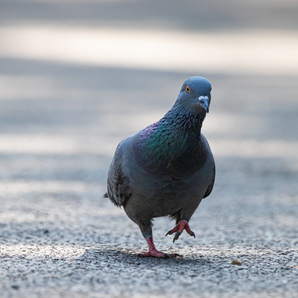 Pigeon walks down the street while bobbing its head