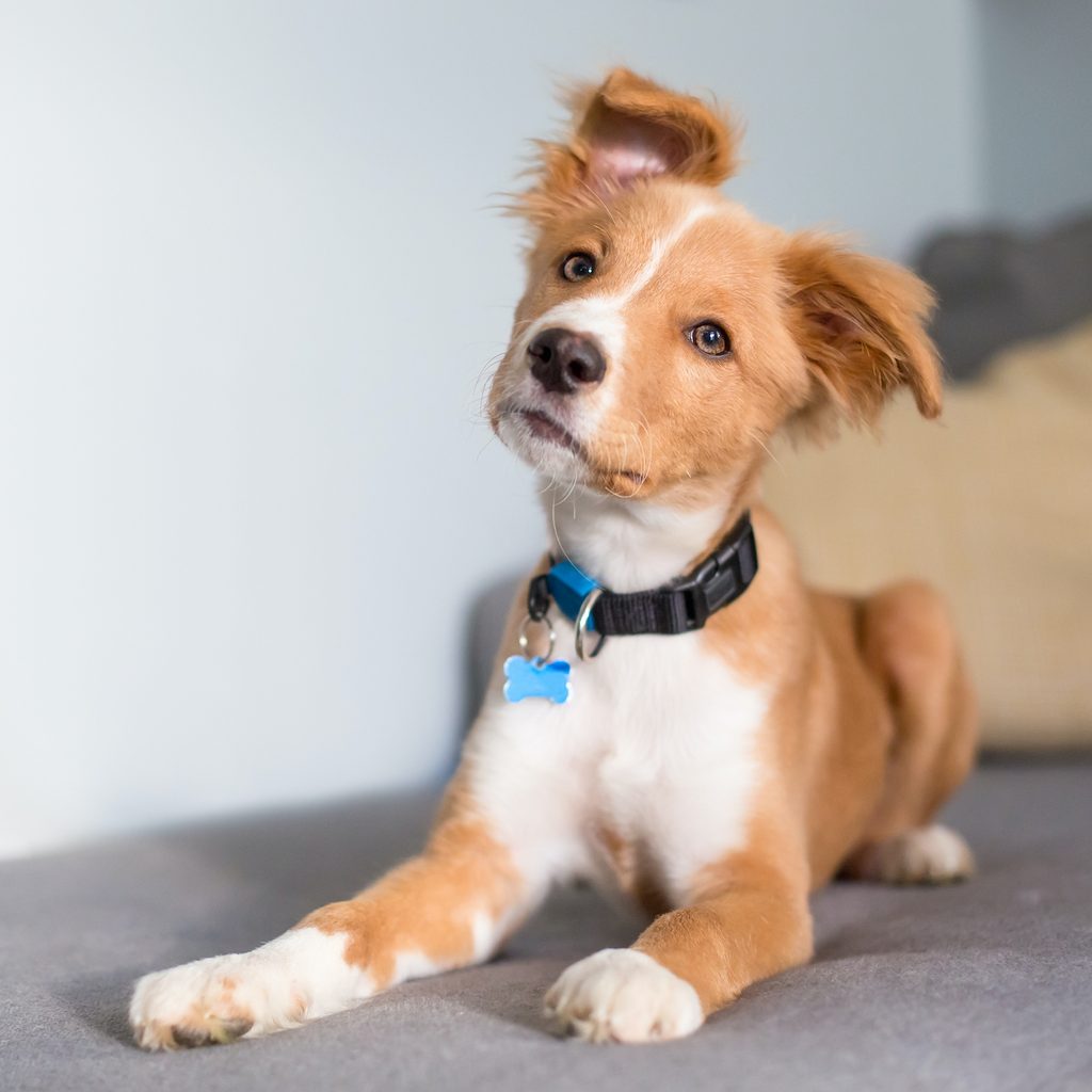 A cute red and white puppy tilts their head