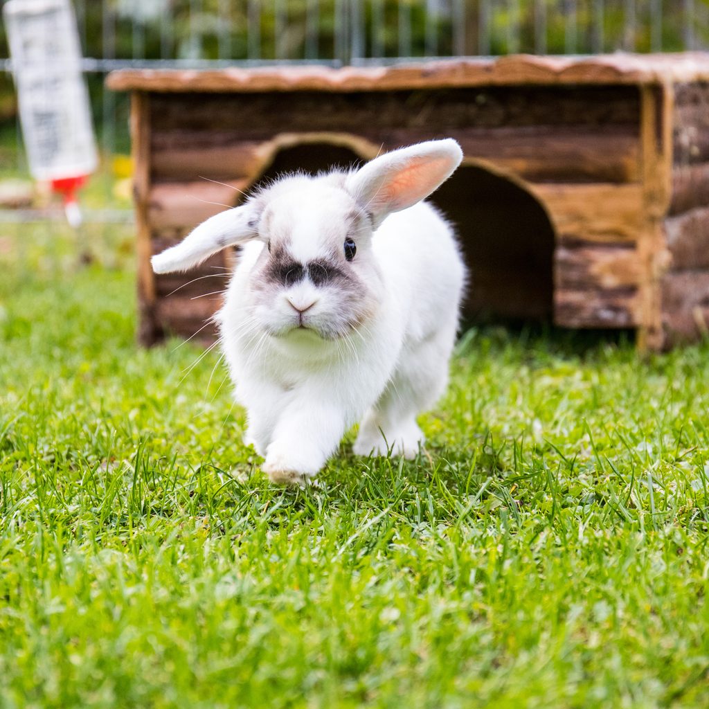 Rabbit runs across the lawn with outdoor cage in the background