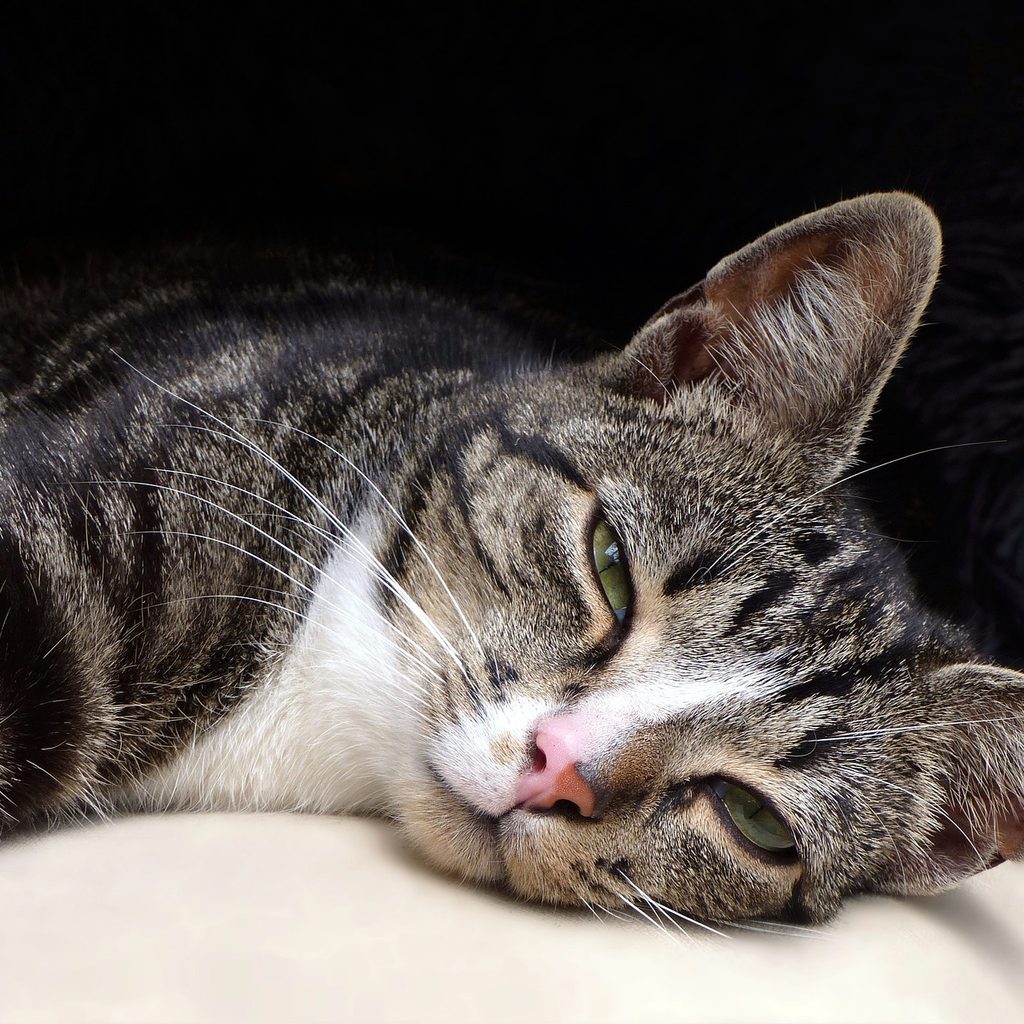 Relaxed cat starting to blink its eyes