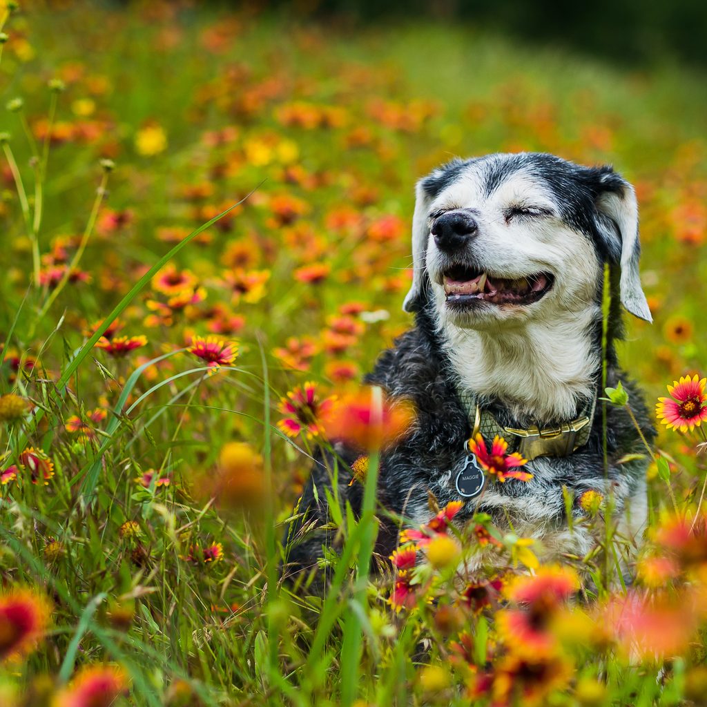 A small senior dog sits in a field of wildflowers