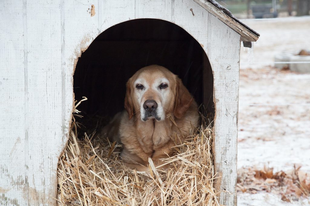 A senior Labrador Retriever lies on a bed of straw in a dog house