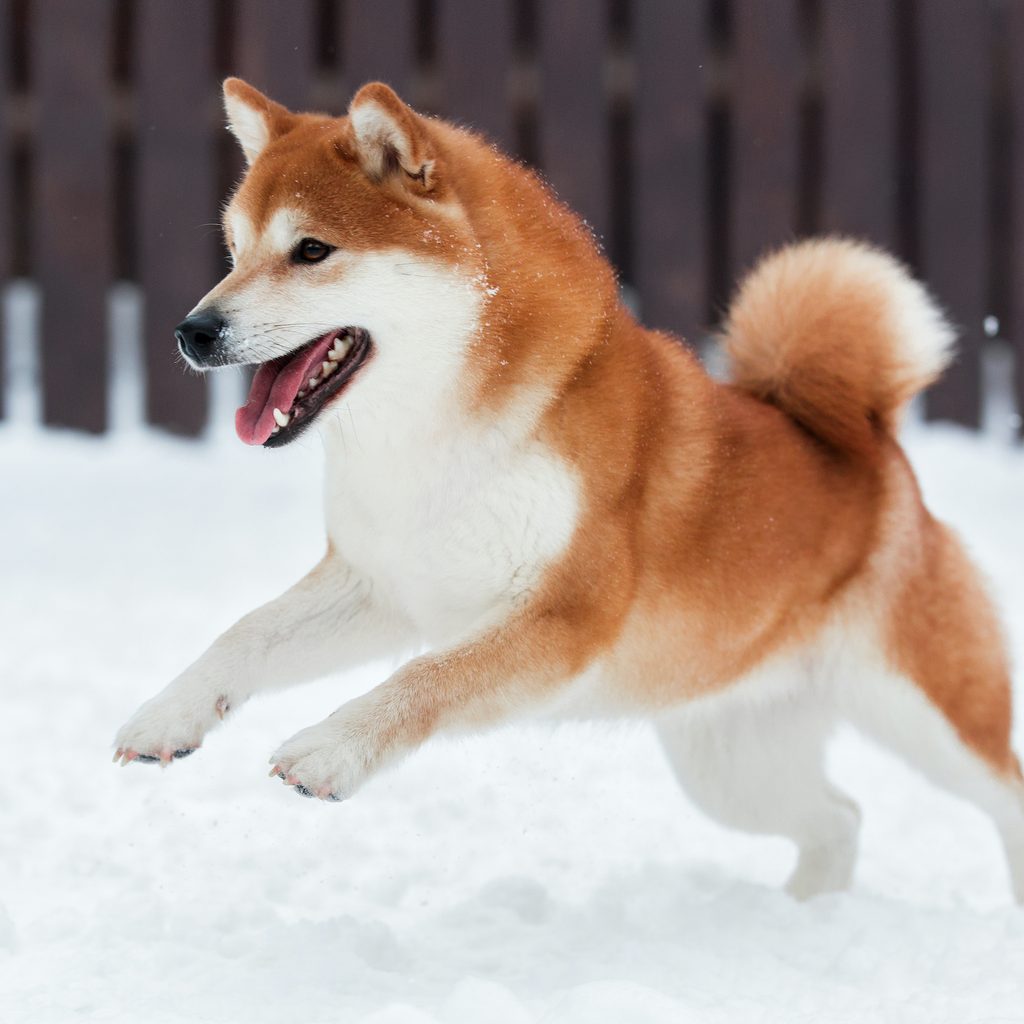 A red and white Shiba Inu jumps through the snow in a fenced backyard