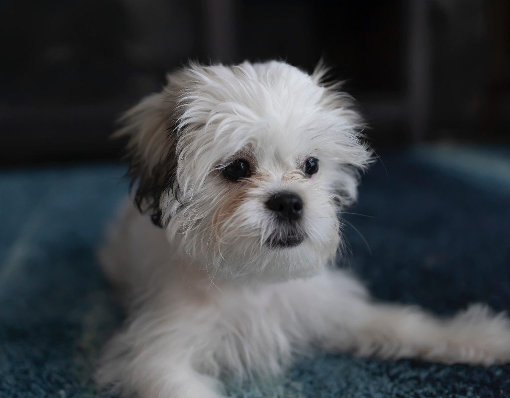 shih tzu lying on a blue carpet