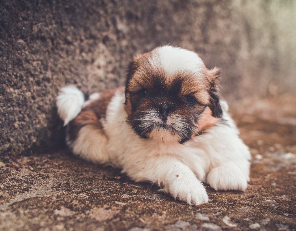 shih tzu underneath a tree