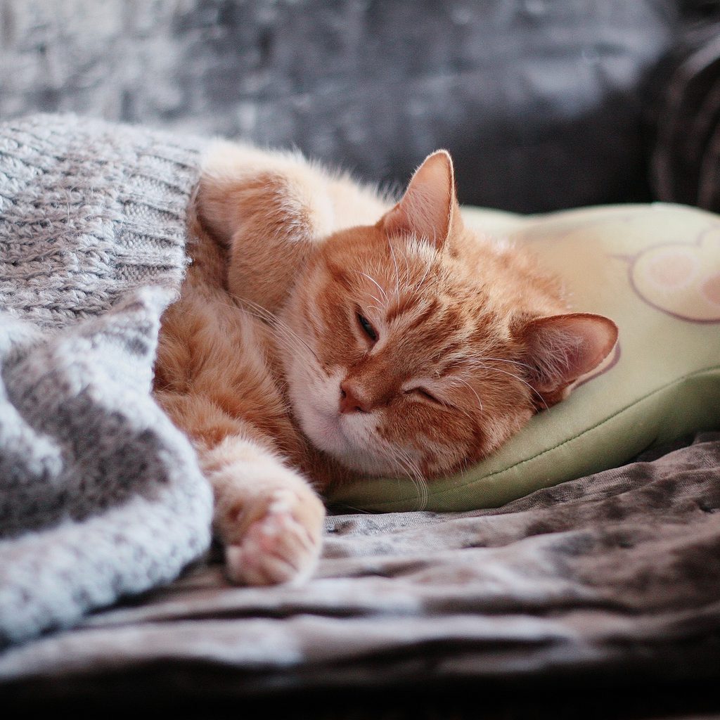 Orange cat sleeping on a bed covered by a blanket