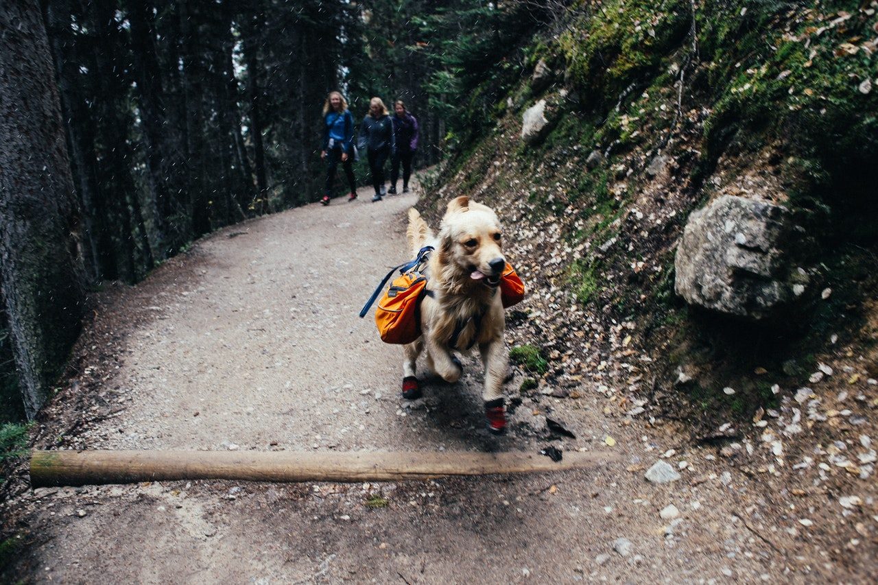 Three women hiking a mountain trail with a Golden Retriever.