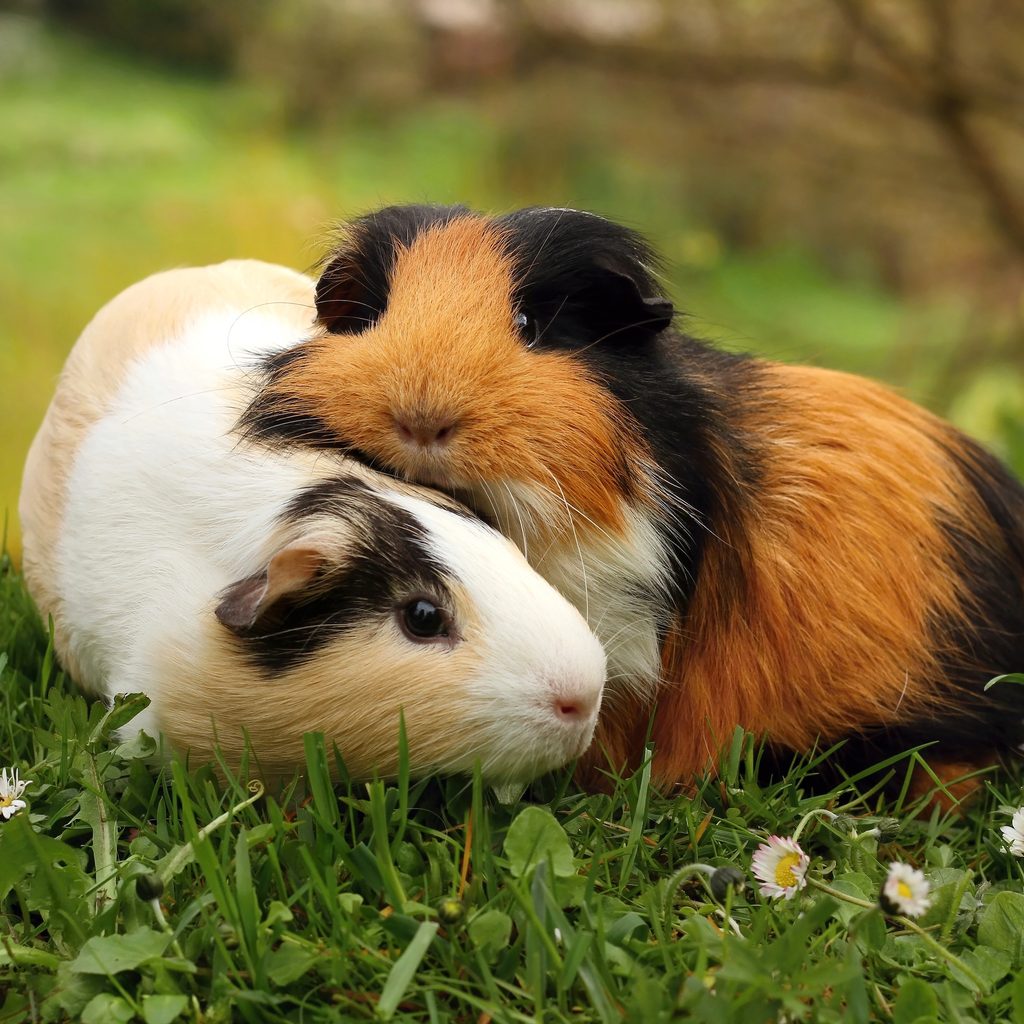 Guinea pigs cuddling in the grass