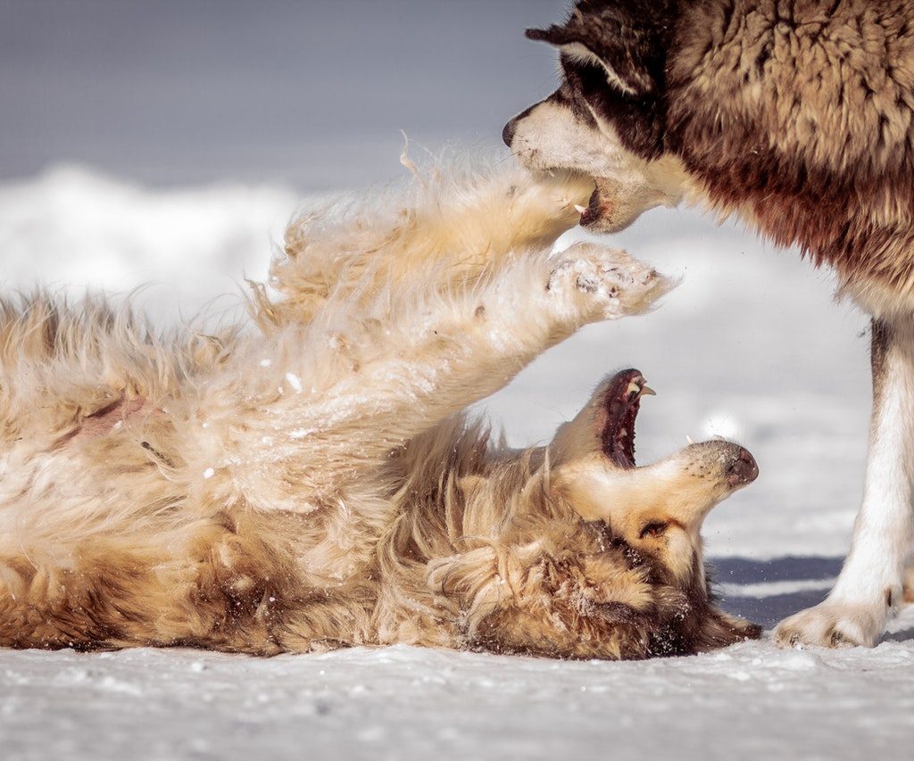 Two malamutes playing in the snow