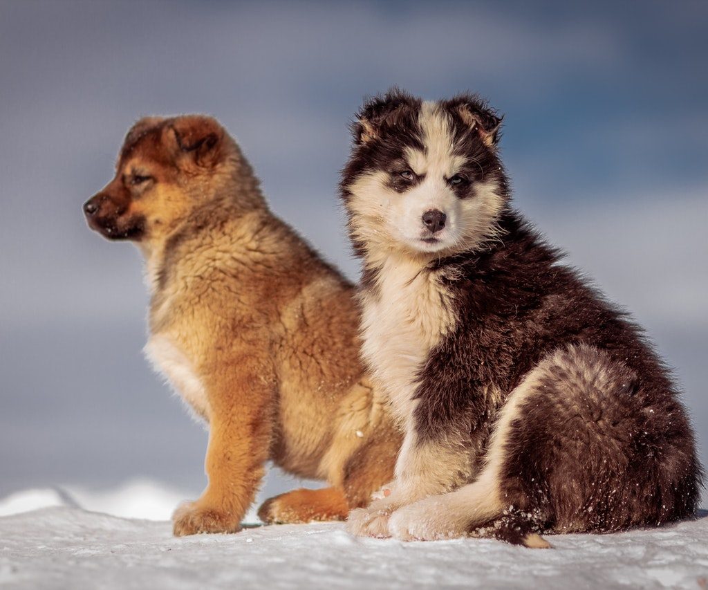 Two puppies sitting in the snow