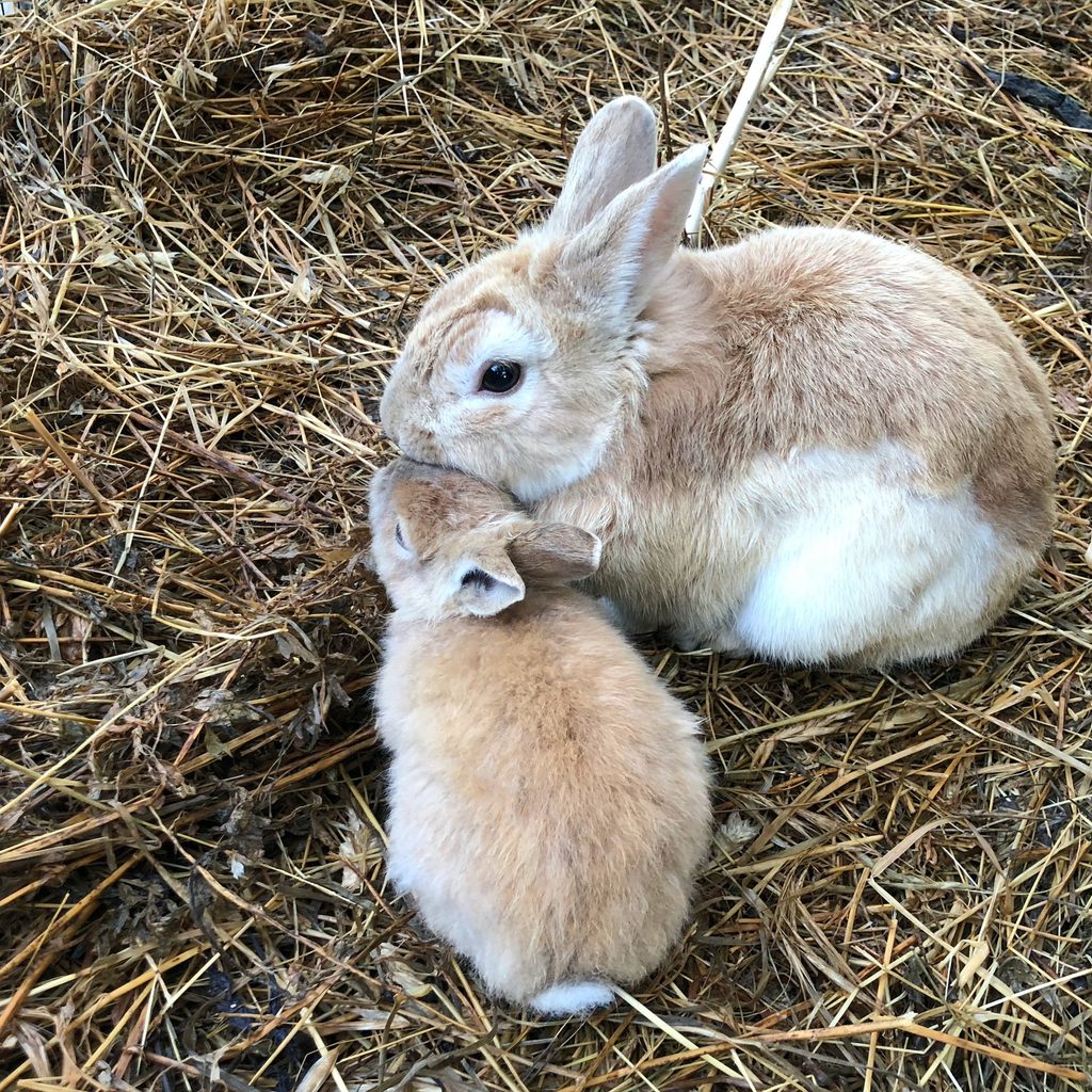 Two rabbits sit in hay in their cage
