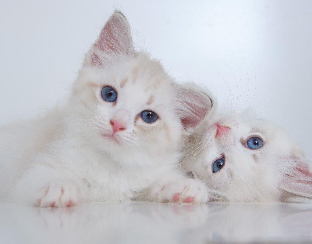 Two white kittens looking curious