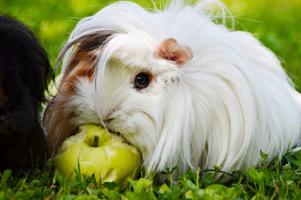 A white and a black guinea pig share a green apple