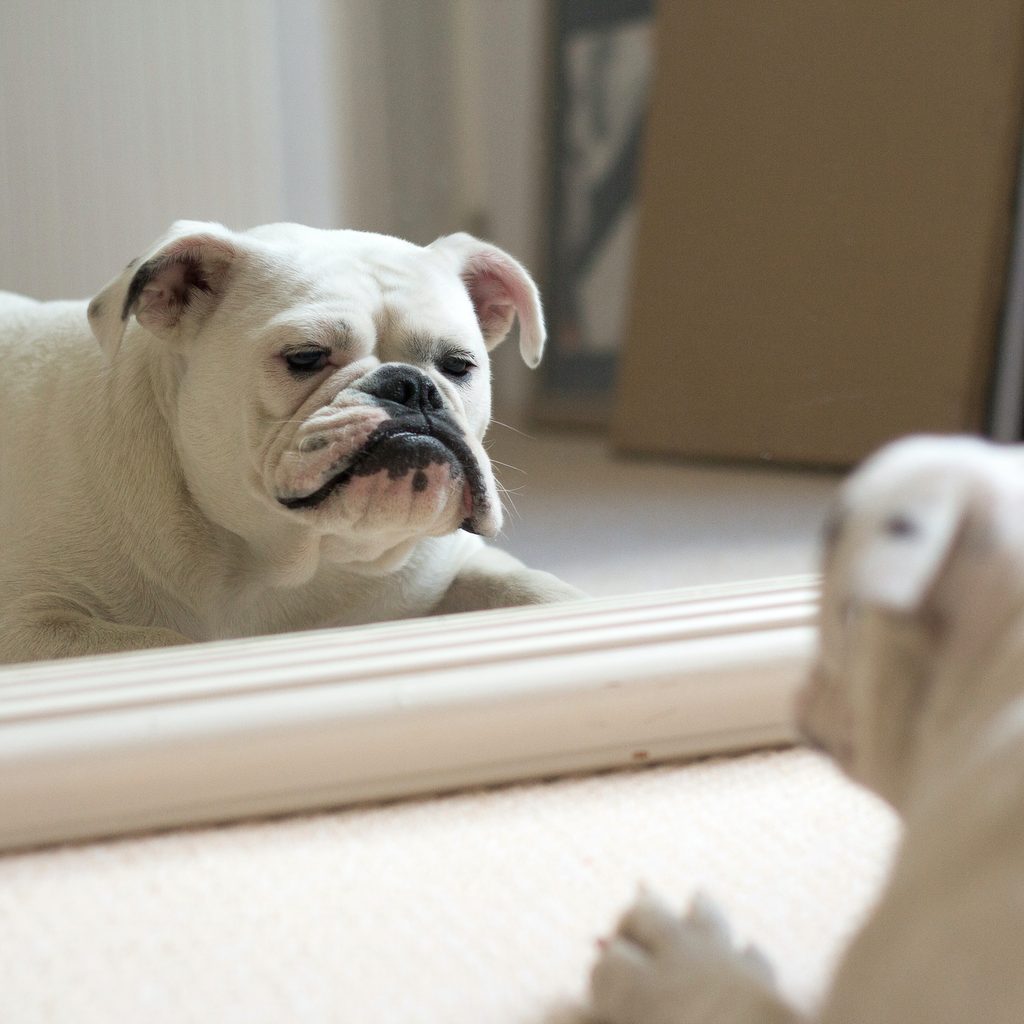 White bulldog looking at himself in the mirror