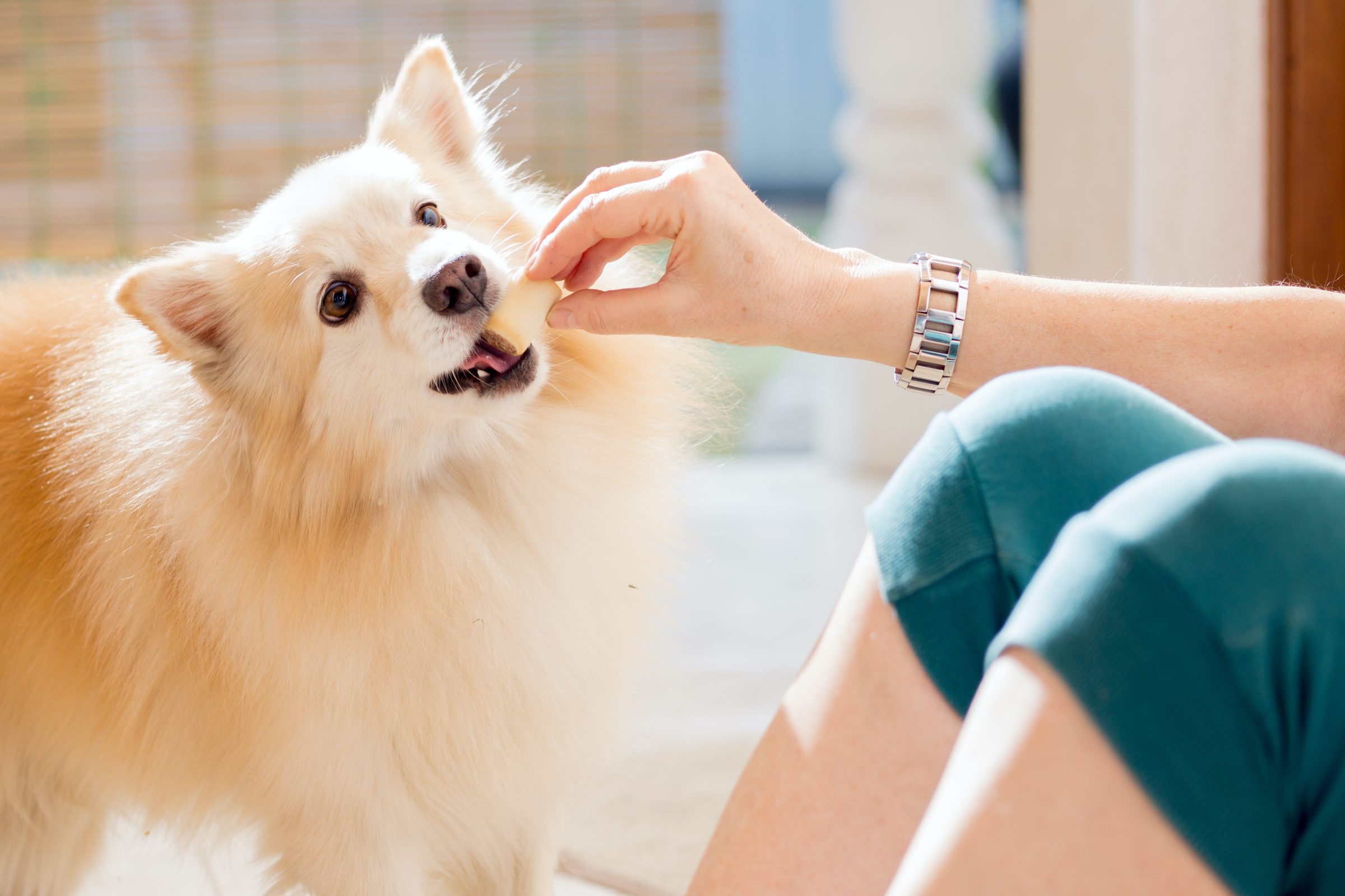 A white dog eats food from his human