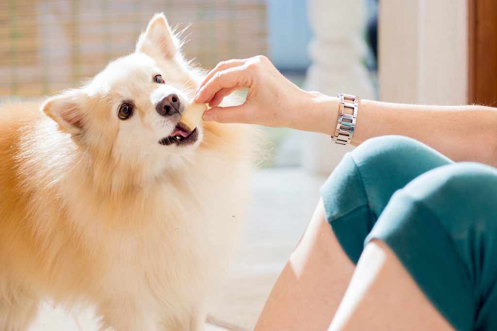 A white dog eats food from his human