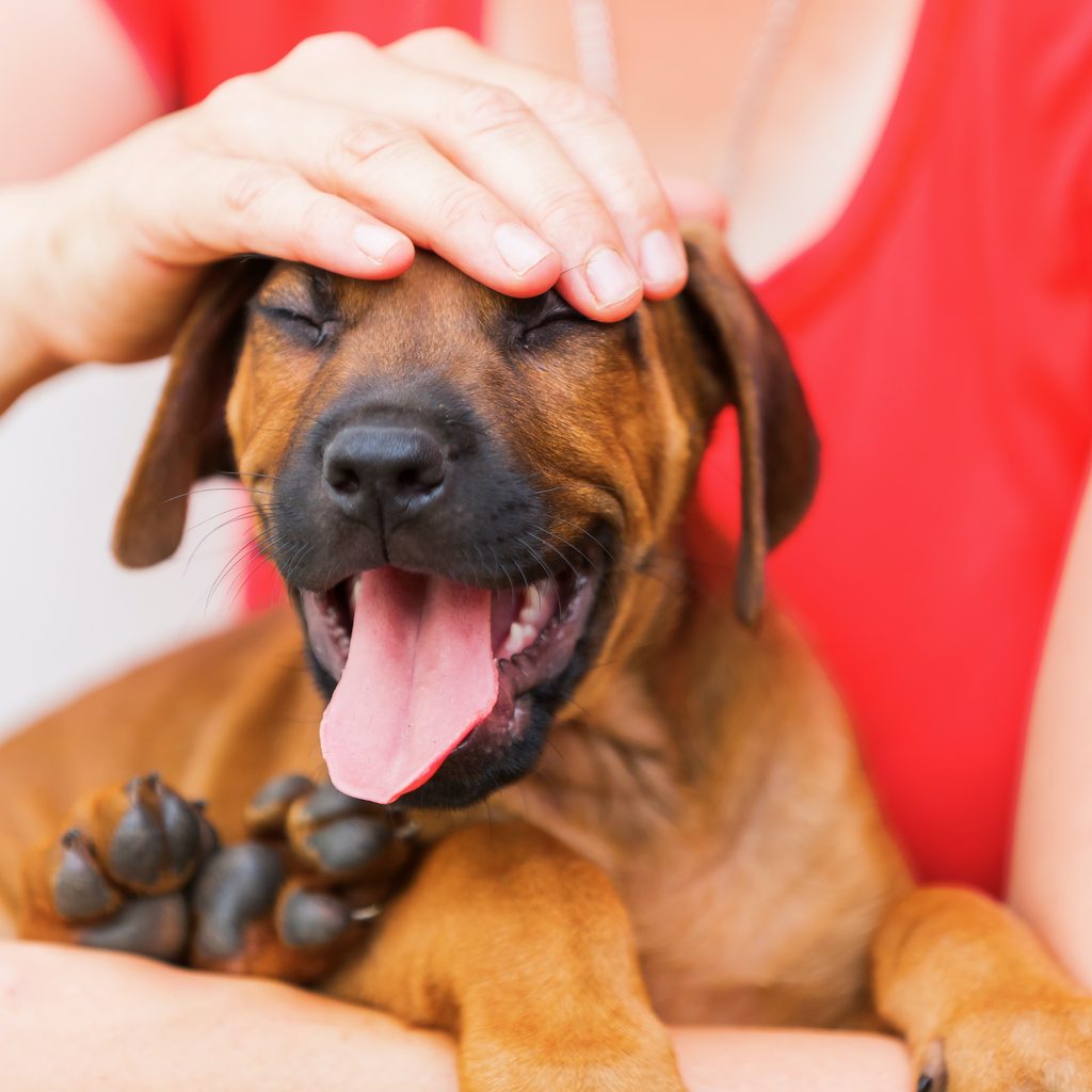 A woman holds and pets a Rhodesian Ridgeback puppy