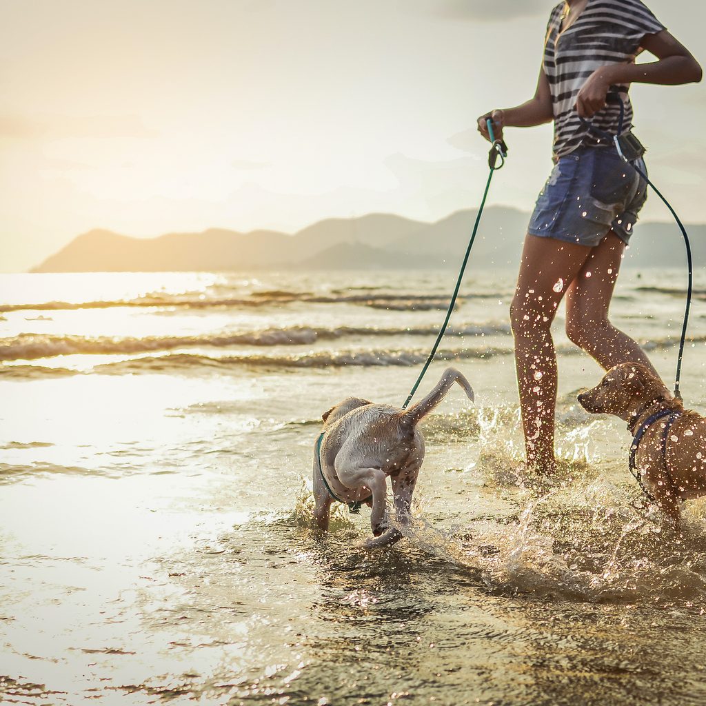 Two dogs on a leash run with a woman through the waves at the beach