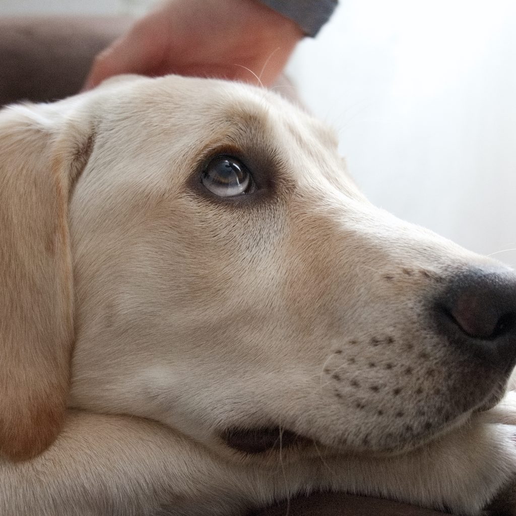 A yellow Labrador retriever looks up with big eyes as someone reaches down to pet him